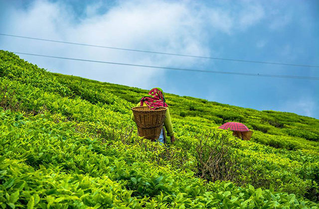 gopaldhara tea